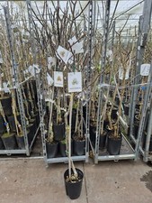 Walnussbaum juglans regia - walnussbaum,