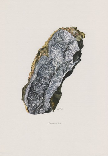 Coronadit farbdruck - ,