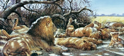 Lions rest renato - rest,