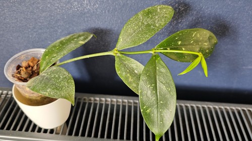 Hoya lobbii orange - , wachsblume