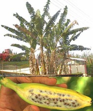 SAMEN wird schnell eine große Palme japanische FASER-BANANE winterhart im Garten