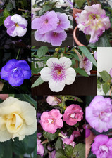 Achimenes 6 Rhizome (3 Sorten je 2 Rhizome) nach meiner Wahl