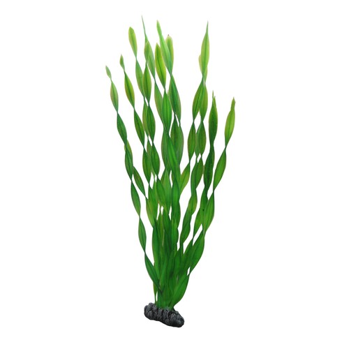 Hobby vallisneria - cm,