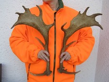 Geweihstangen Paar. Abwurfstangen Damhirsch. 56cm . 1315 Gramm