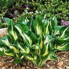 Funkie Hosta Knolle