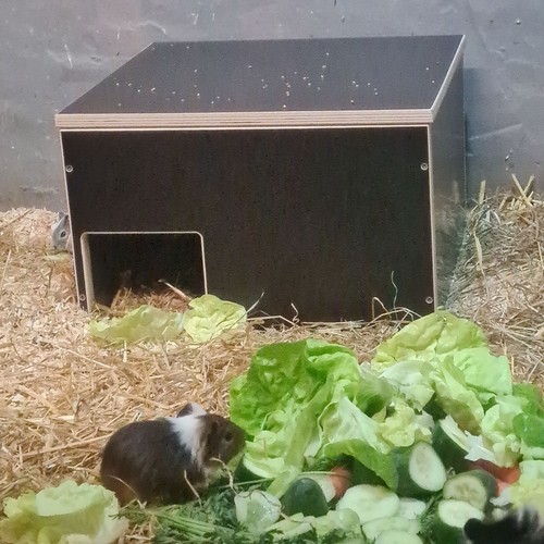 Meerschweinchenhaus top - meerschweinchenhaus,,