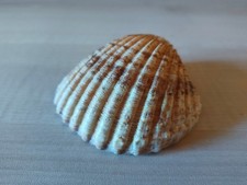 Sehr alte Jakobsmuschel Gattung Pecten (ChatGPT) 8 x 7,5 cm
