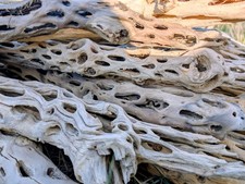 Vuka Holz 75 - 80 cm Cholla