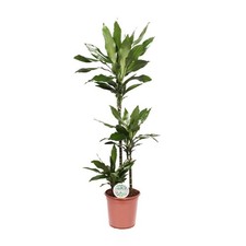 Dracaena Janet Lind - Ø24cm -