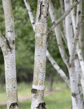 Moorbirke - Sumpfbirke - Betula pubescens - 150-175cm - Baum des Jahres 2023