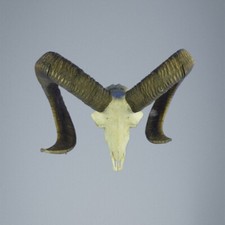 827MU Mufflon jagdtrophae