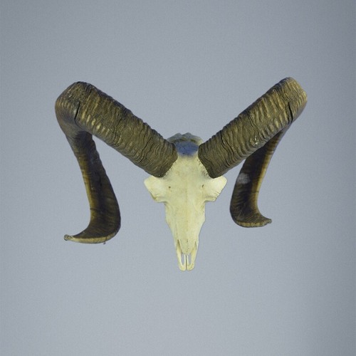 827mu mufflon jagdtrophae - mufflon,