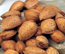 Mandelbaum 'Makako'® Süßmandel Winterharte veredelte Pflanze 150-170cm Mandel