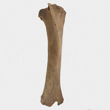Wildpferd Schienbein Fossil -
