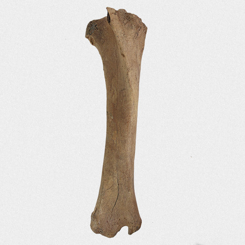 Wildpferd schienbein fossil - schienbein,