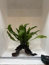 Javafarn auf Wurzel - robuste