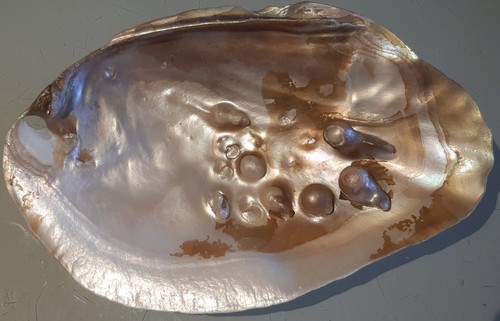 Große perlmutt muschelschale - große, perlmutt-muschelschale