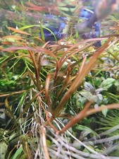 Potamogeton Gayi Rarität 