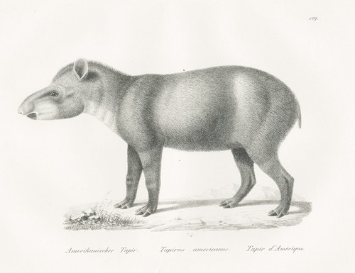 Amerikanischer tapir animals - amerikanischer,