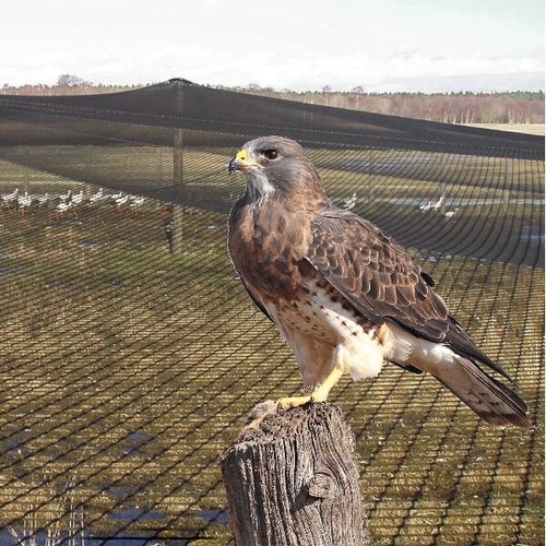 Greifvogel schutznetz extra - greifvogel, |