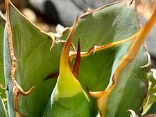 Agave titanota Hades, tolle