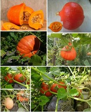 100 Korn -- Hokkaido