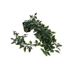 Fejka Ikea Hänge Pflanze