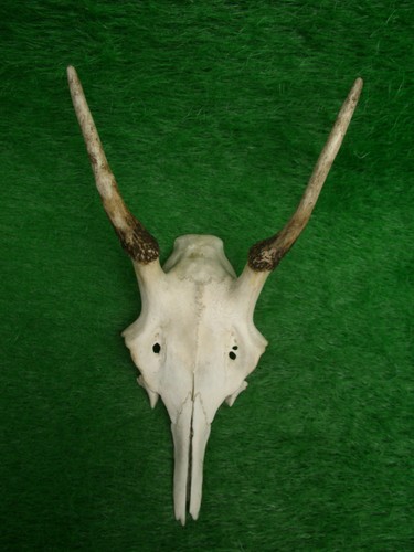Rothirsch spießer hirsch - spießer,