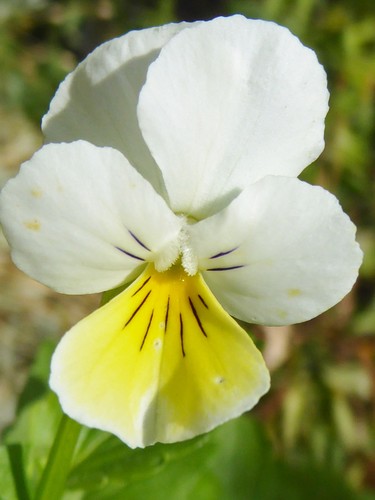 Viola tricolor wildes - viola,