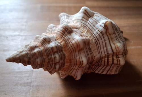 Trapez schnecke - trapez,
