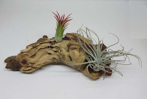 Mopani mit tillandsien - mopani,