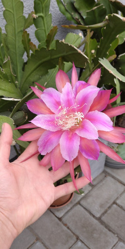 Epiphyllum circus - epiphyllum, circus"