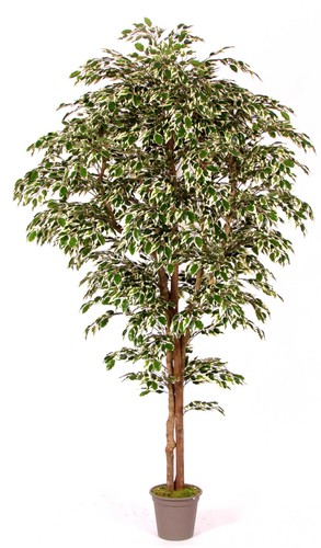 Artplants deko ficus benjamini - artplants,
