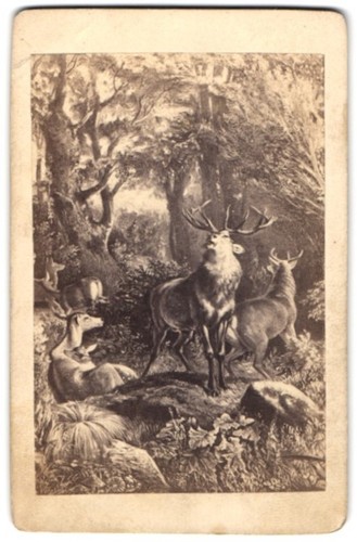 Fotografie gemälde rotwild - rotwild,
