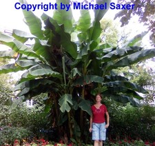 Samen von der RIESEN-BANANE, ein Gigant im Garten, frosthart bis minus 20 Grad