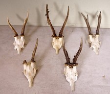 5 Rehgeweihe  zum Basteln und