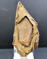 Tsesite 199 Gramm - Sahara, Algerien