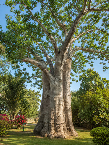 Adansonia digitata 25 - 🌱,