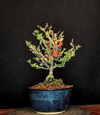Bonsai japanische zierquitte - bonsai,