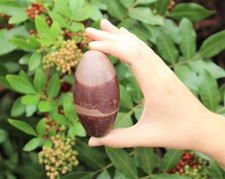 One LARGE Shiva Lingam Stone