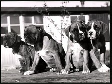 Fotografie Rolf Kreuder, Tann / Rhön, Hunde Boxer, Boxer Welpen 