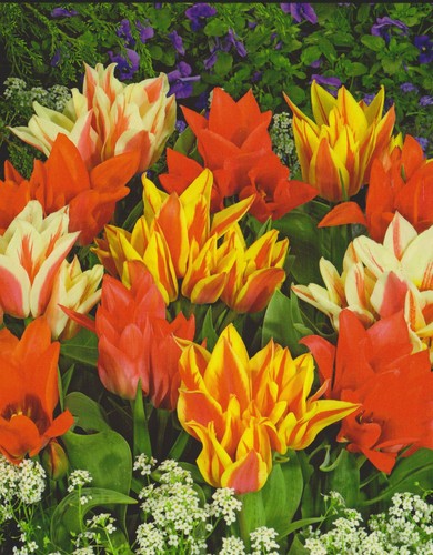 Botanische tulpenzwiebeln - 10,