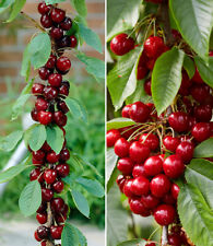 Säulen-Kirschen 'Sylvia® & Helena®', 2 Pflanzen Säulenobst, Kirschbaum