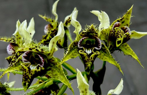 Dendrobium species japan - dendrobium,