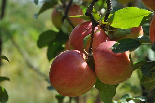 Apfelbaum stecklinge cox - stecklinge,