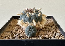 Ariocarpus spez., wurzelecht