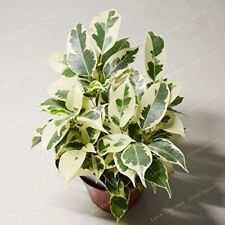 5x schöne Birkenfeige Ficus