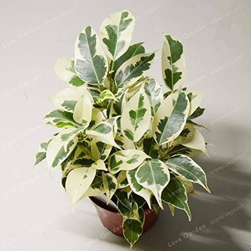 Schöne birkenfeige ficus - birkenfeige,