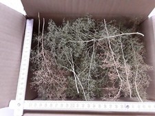 Seemoos/ Meerschaum für