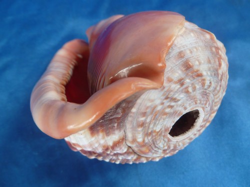 Muschelhorn cassis rufa - muschelhorn,